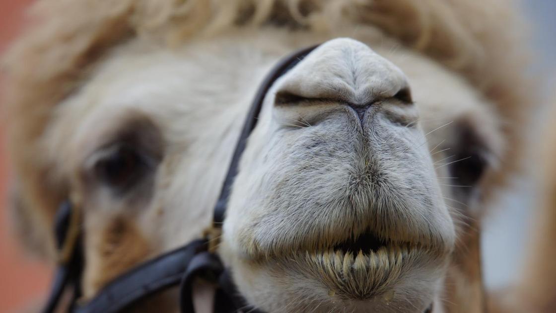 Морда верблюда