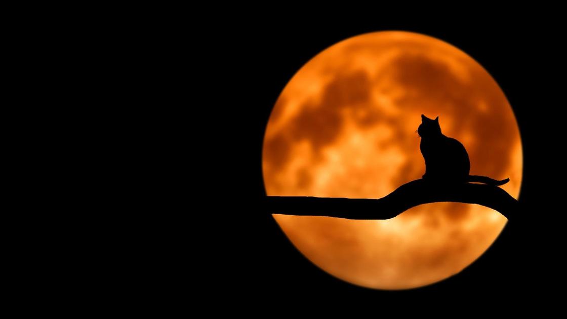 кот сидит на ветке при Луне кот сидит на ветке при Луне