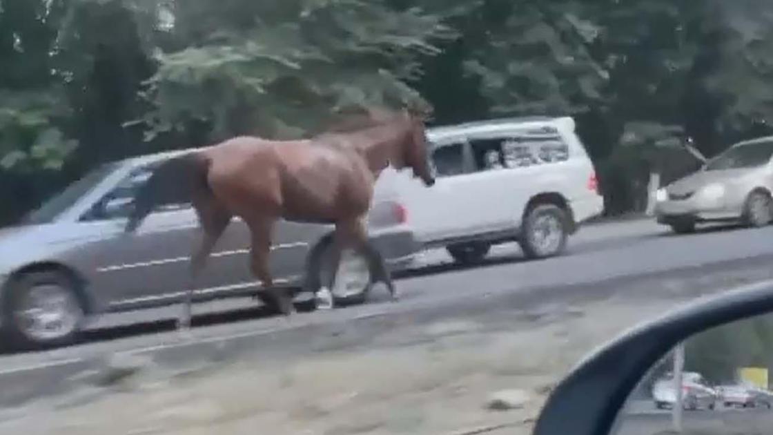 Лошадь скачет по трассе в Алматы