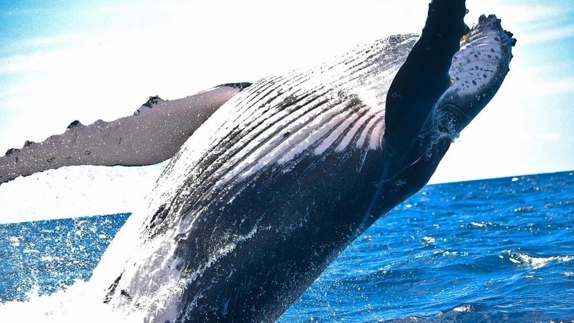 Почему дельфины и киты совершают массовые самоубийства?