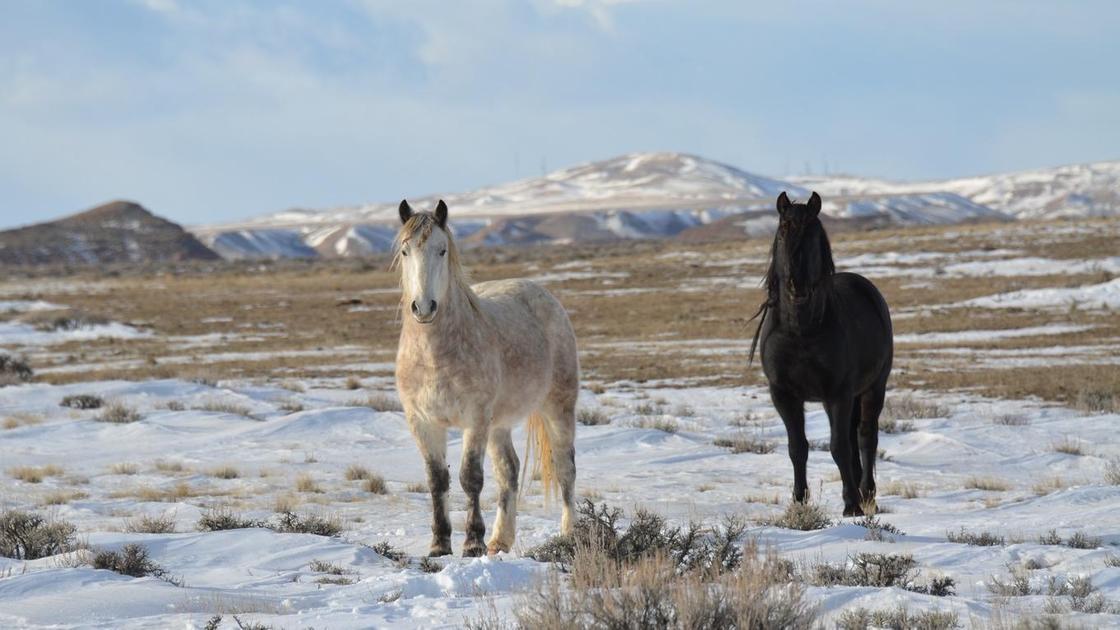 Белая и черная лошади гуляют по заснеженной местности