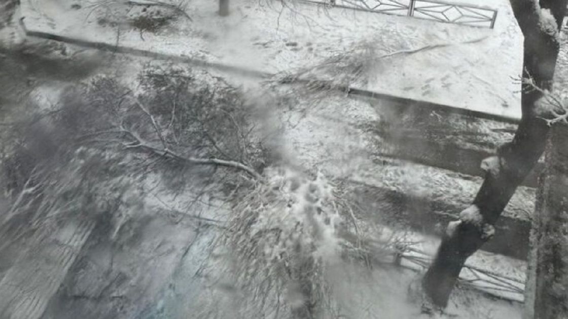 Упавшая на ребенка ветка