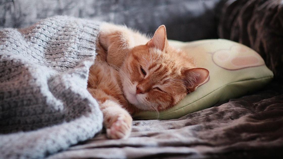 Рыжий полосатый котенок спит под вязаным пледом на подушке