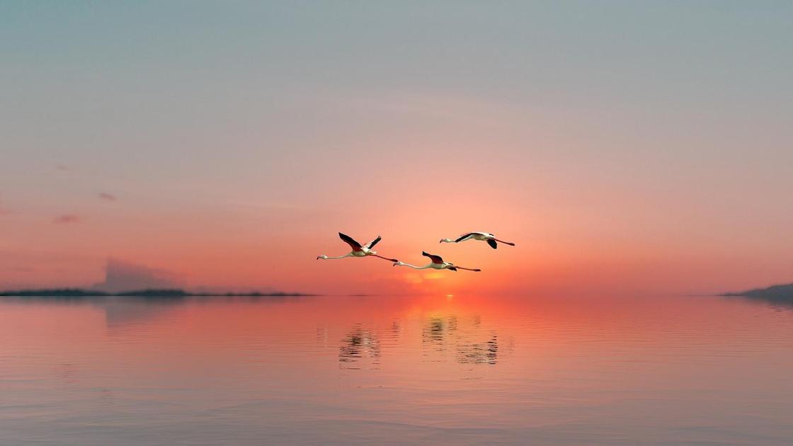 Фламинго летят над озером