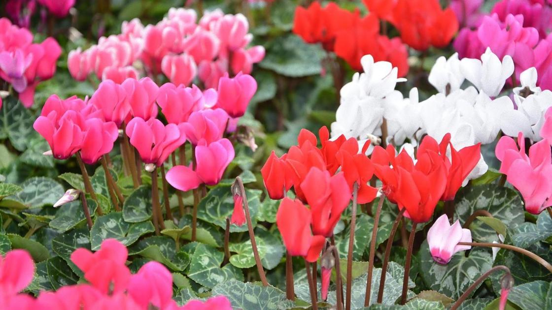 Цветущие цикламены разных расцветок