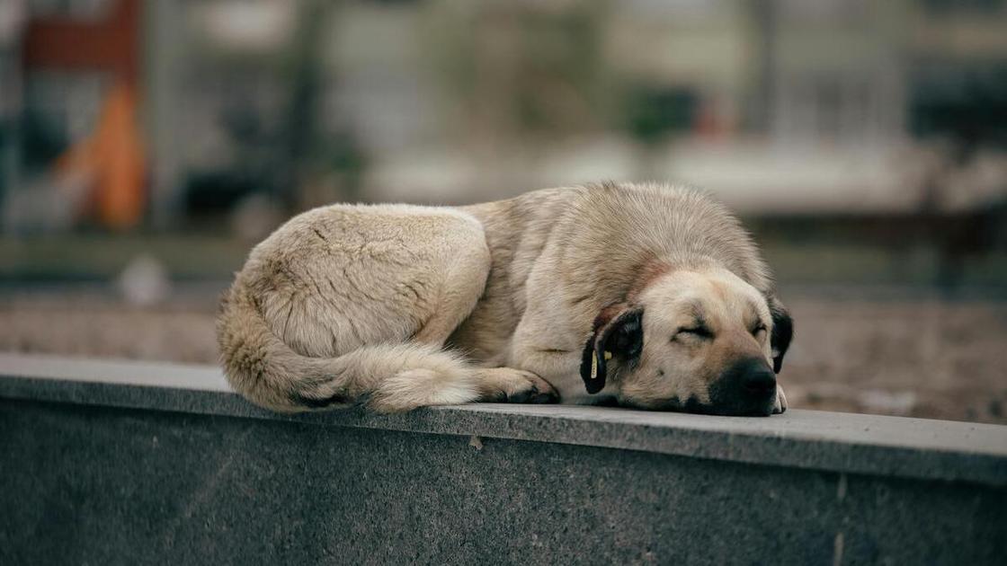 Собака с чипом в ухе лежит на парапете