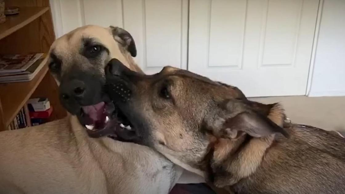 Собаки играются друг с другом