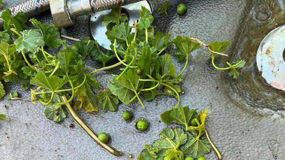 Растение в Актюбинской области