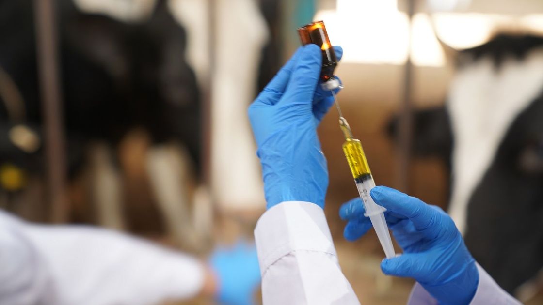 Вакцинация скота