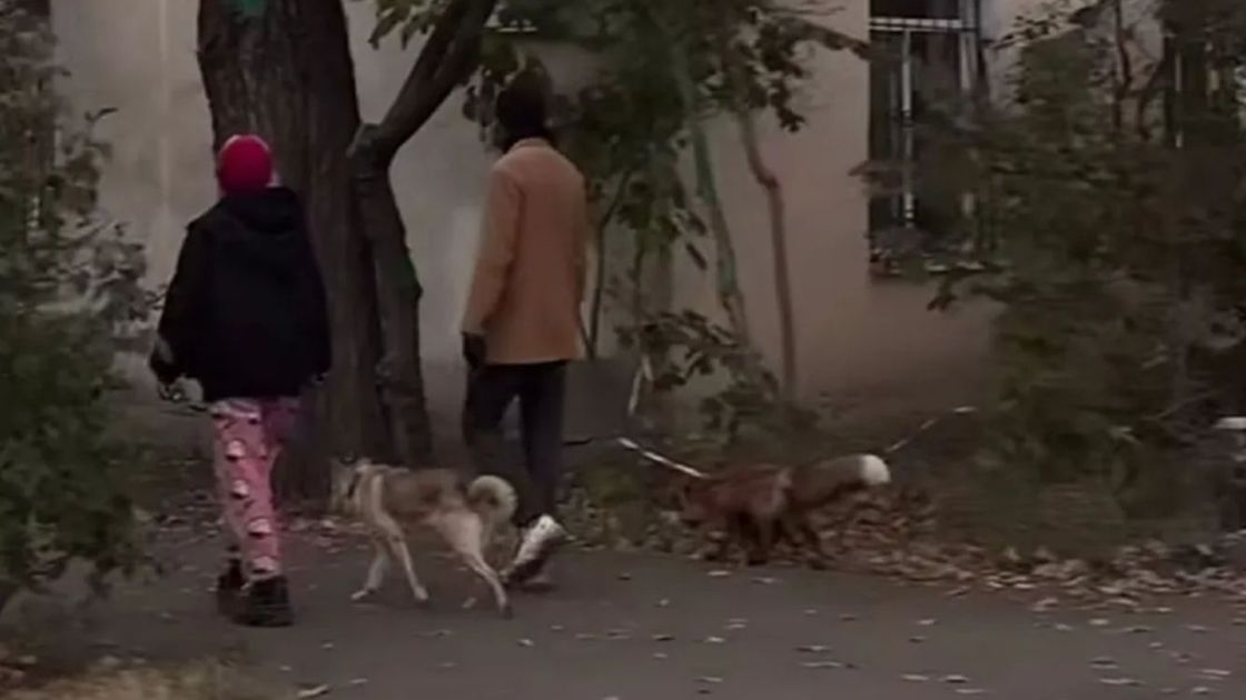 Түлкі жетектеген ер адам