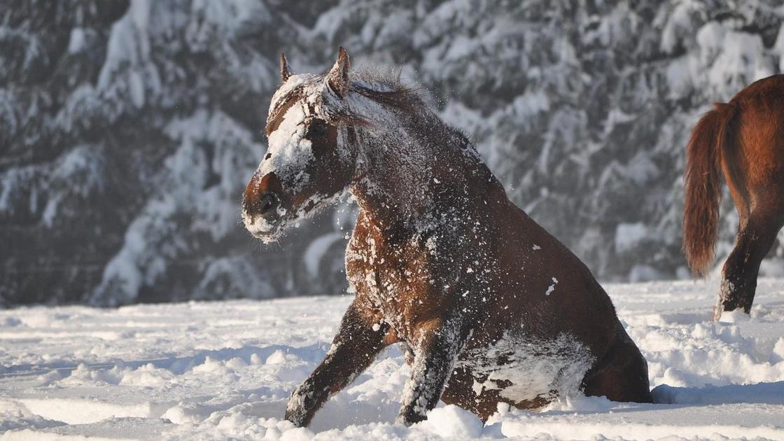 Лошадь в снегу
