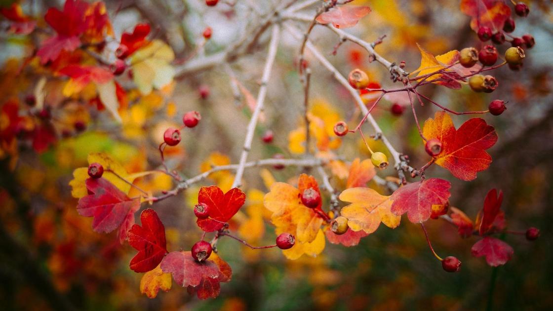 Осенний куст боярышника с листьями и ягодами