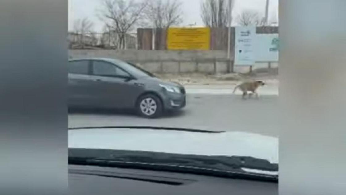 Собака убегает от машины