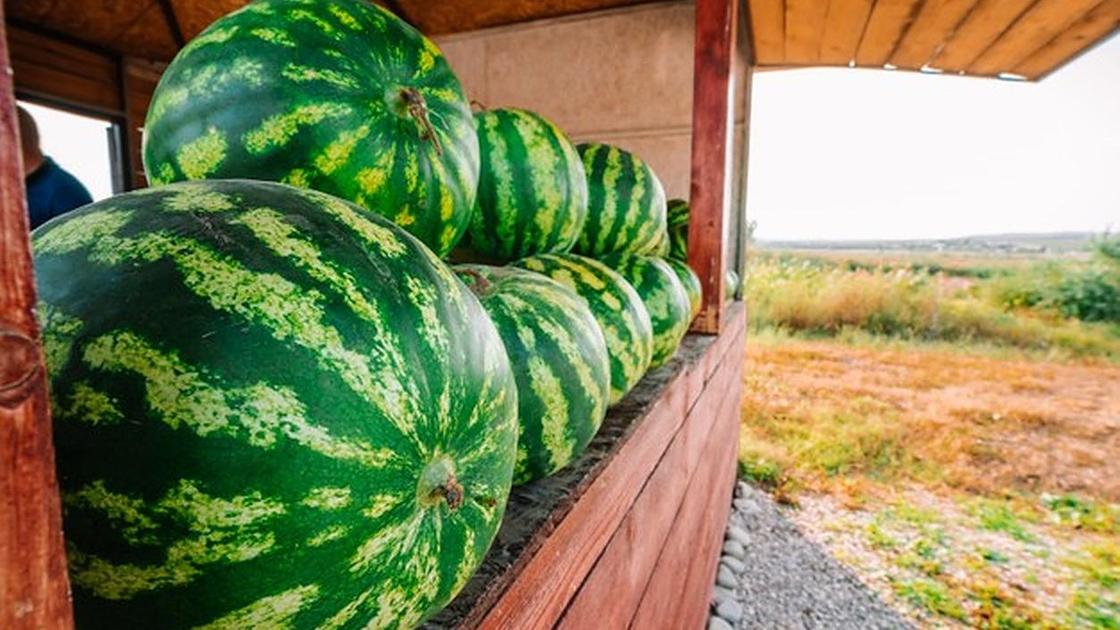 какое растение обычно считается предком культурного арбуза