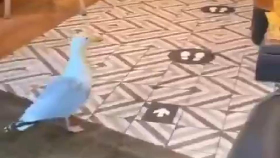 Пользователи сняли на видео, как чайка крадет закуску в магазине