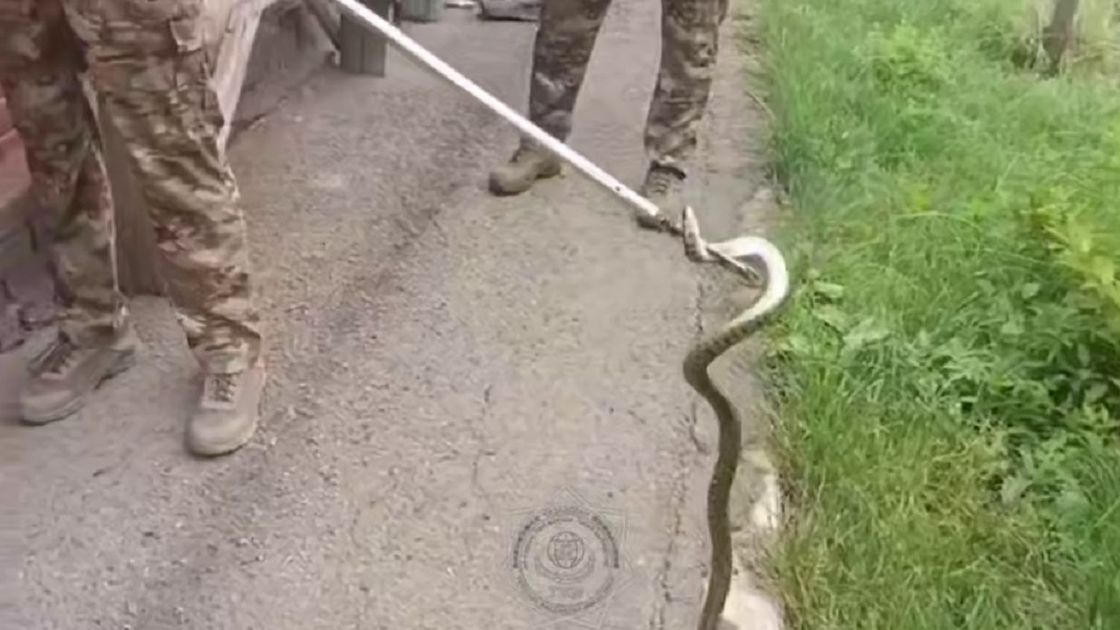 Пойманная змея