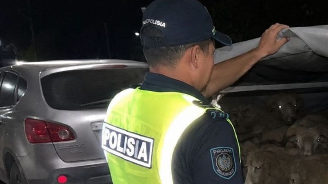 Овцы в авто
