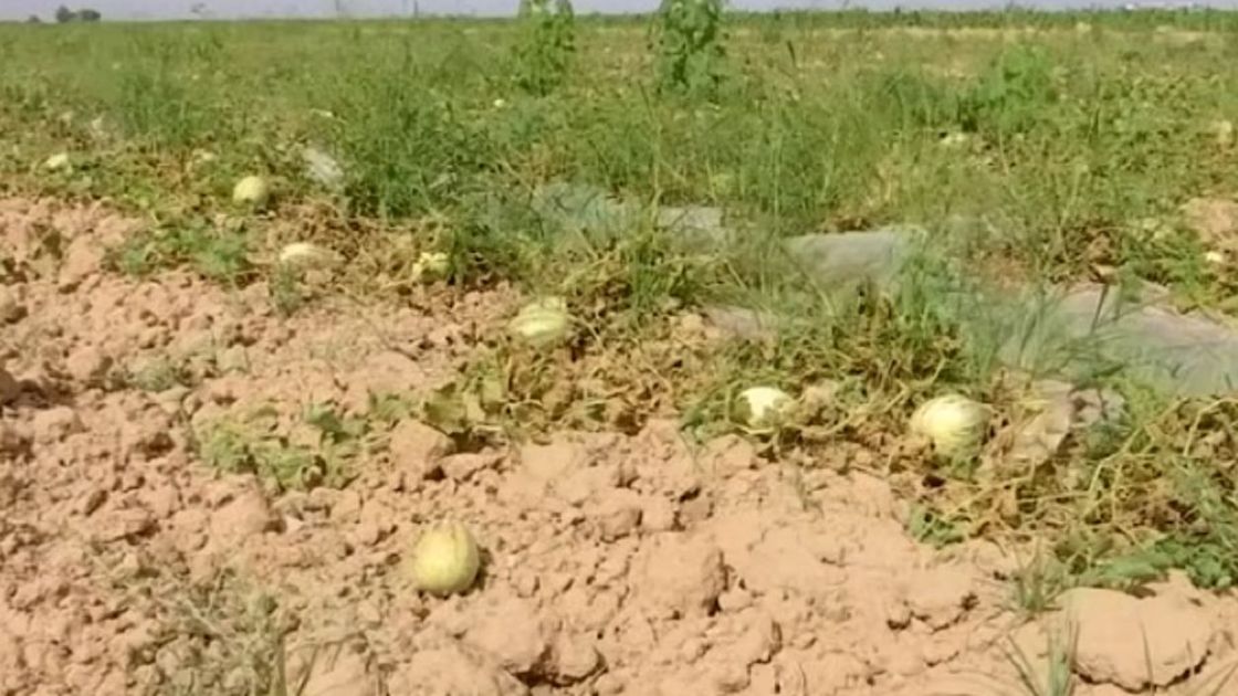 Урожай дыни