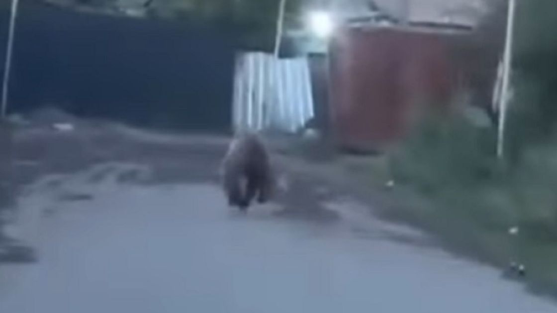 Медведь