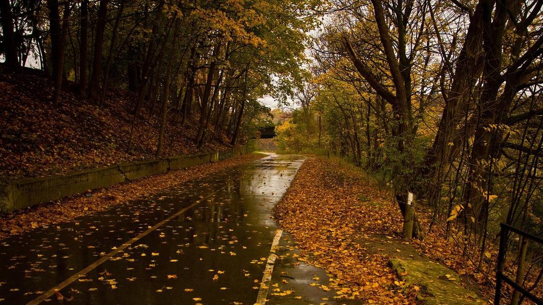 Дорога усыпана желтыми листьями