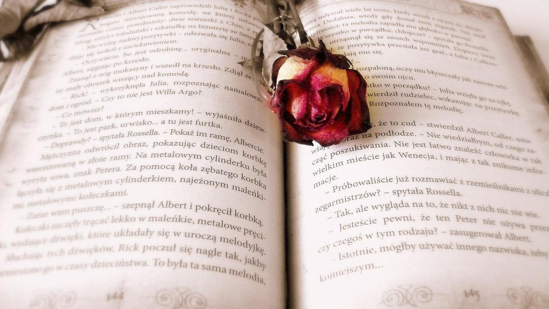 книга и засушенная роза книга и засушенная роза