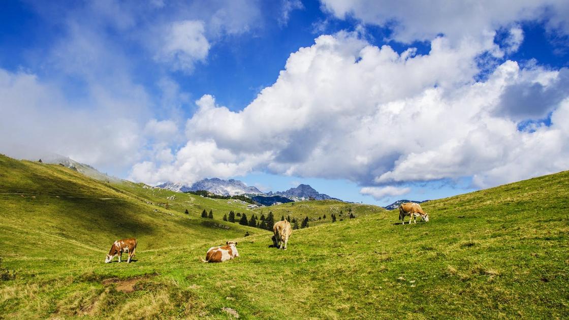 Коровы пасутся в горах