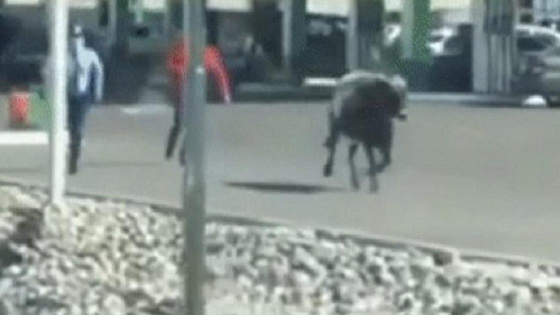 Полицейский гонится за коровой