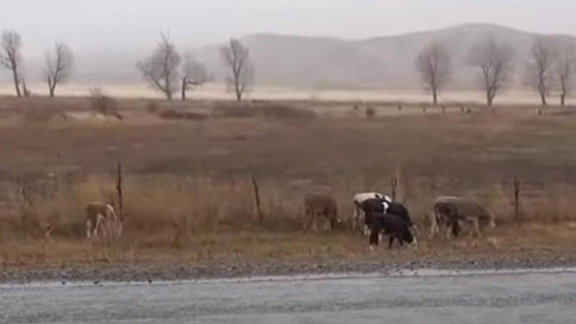 Коровы пасутся у дороги