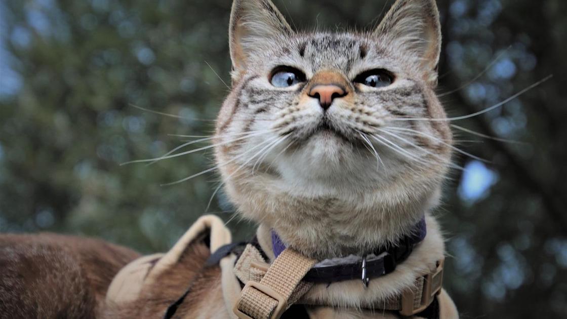 Кошка с ошейником