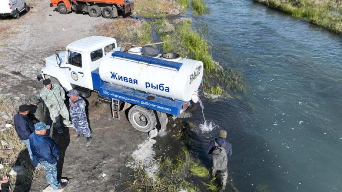 Рыбу выпускают в озеро Балхаш