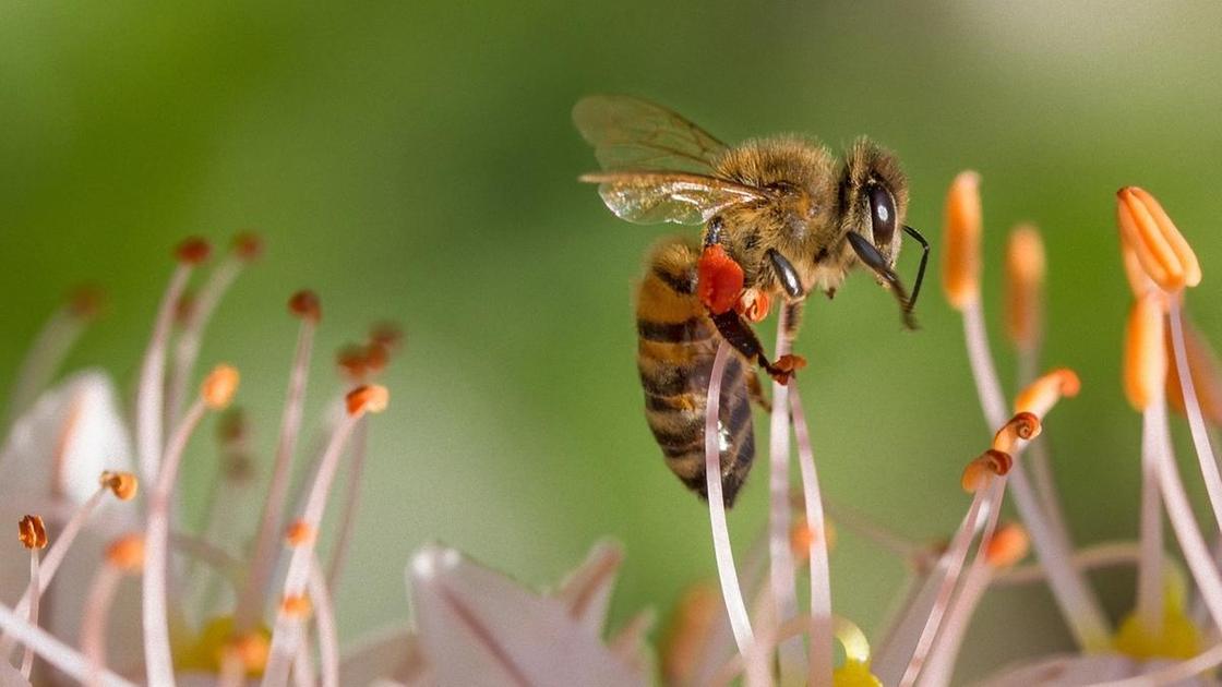 Пчела сидит на тычинках цветка