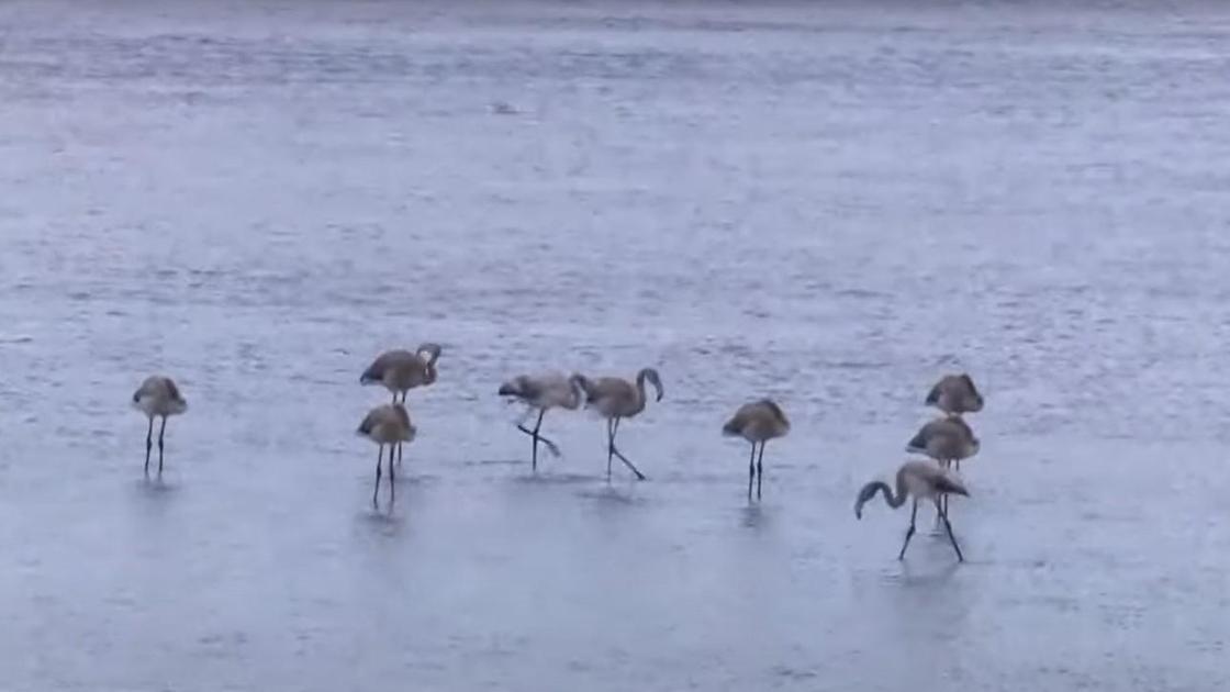 Фламинго стоят в воде озера Малый Талдыколь