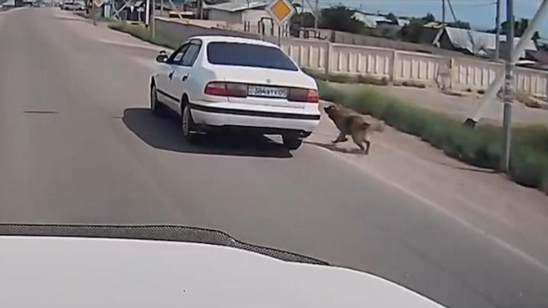 Привязанная к машине собака бежит по дороге