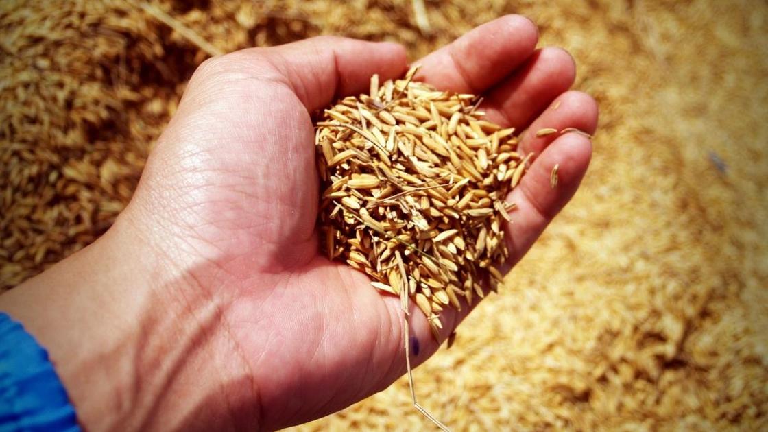 Пшеница в руке