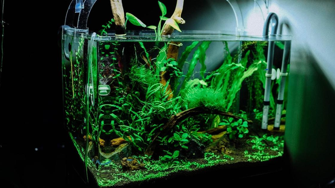 Сухой аквариум в интерьере своими руками (54 фото) - красивые картинки и HD фото