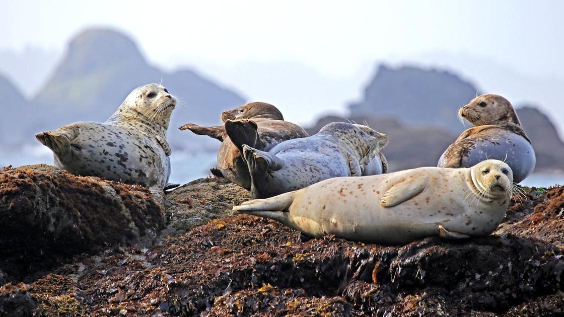 Тюлени отдыхают на скале