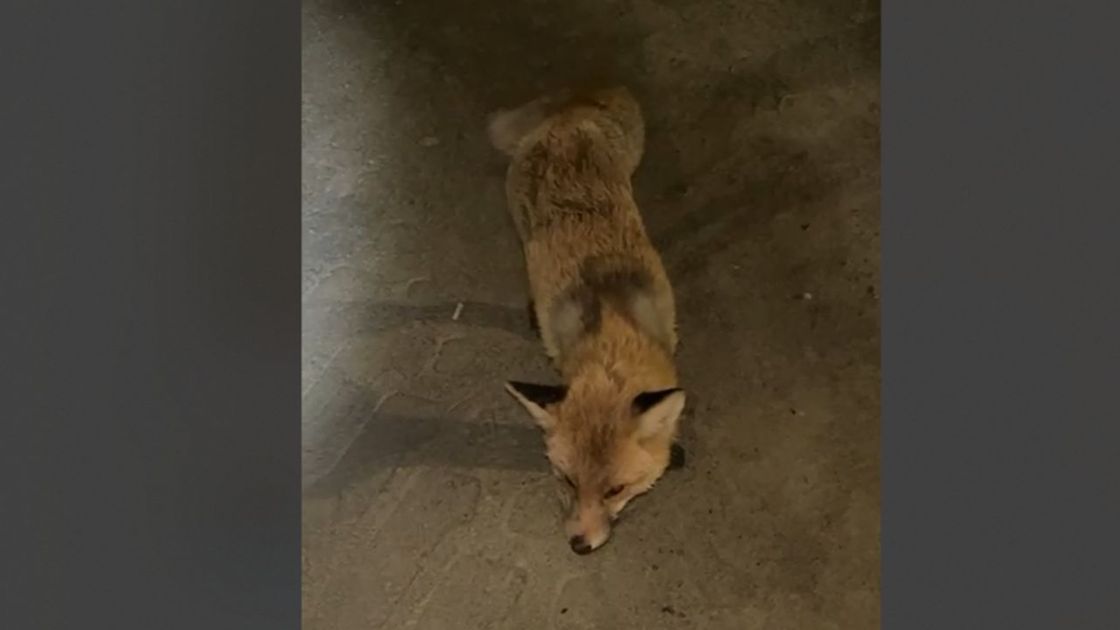 Запечателенная жителями лиса