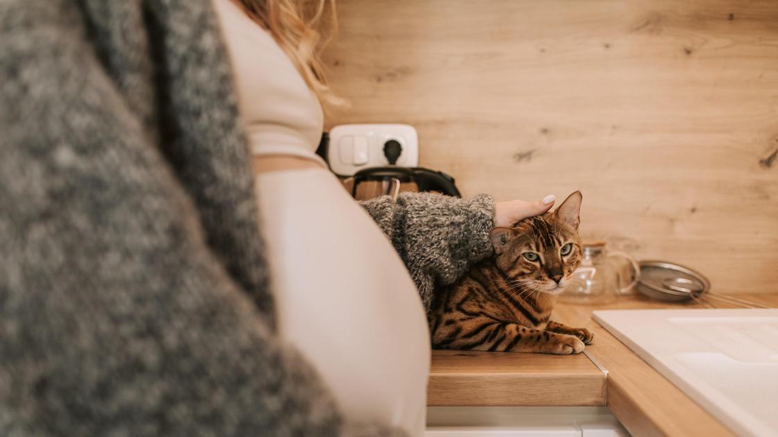 беременная женщина с кошкой на столе