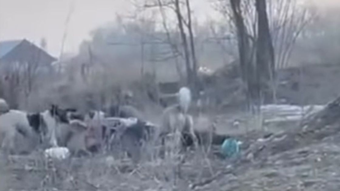 Нападение собак на женщину в Алматинской области