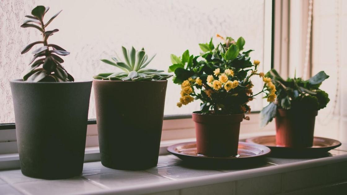 Красивые комнатные растения
