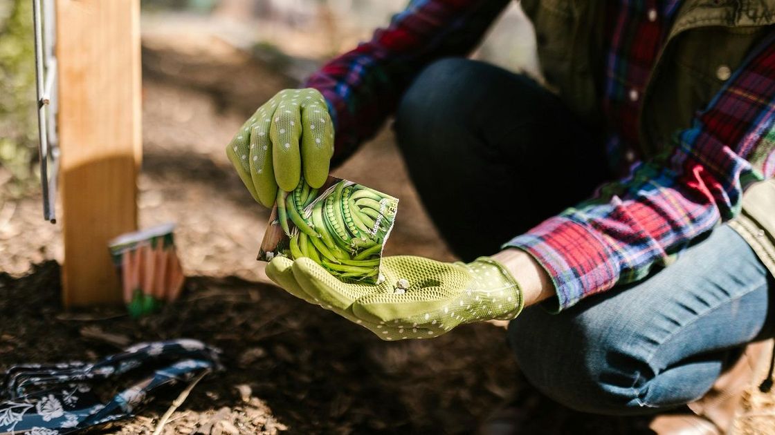 Посадка семян