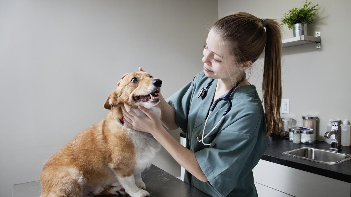 Ветеринар гладит собаку