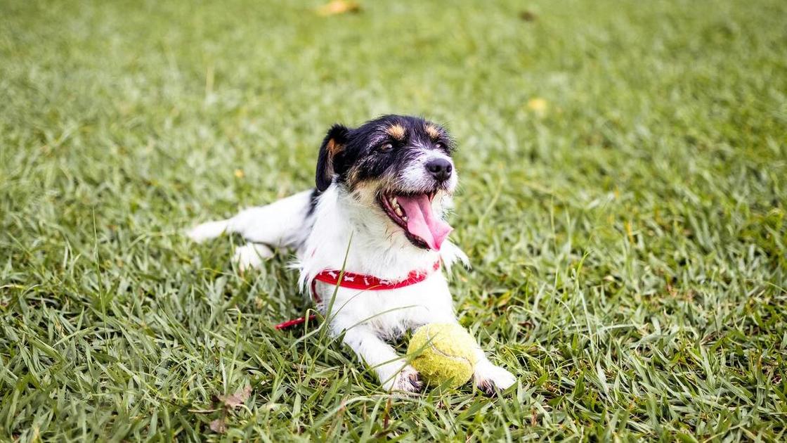 Собака играет в траве с мячом
