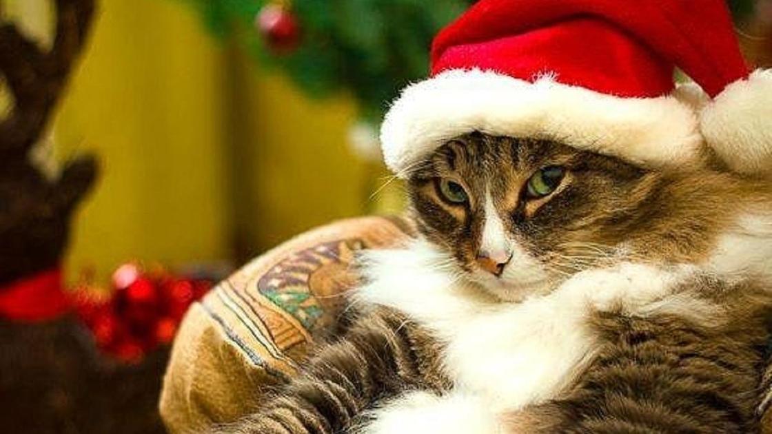 Новогодний котик Новогодний котик