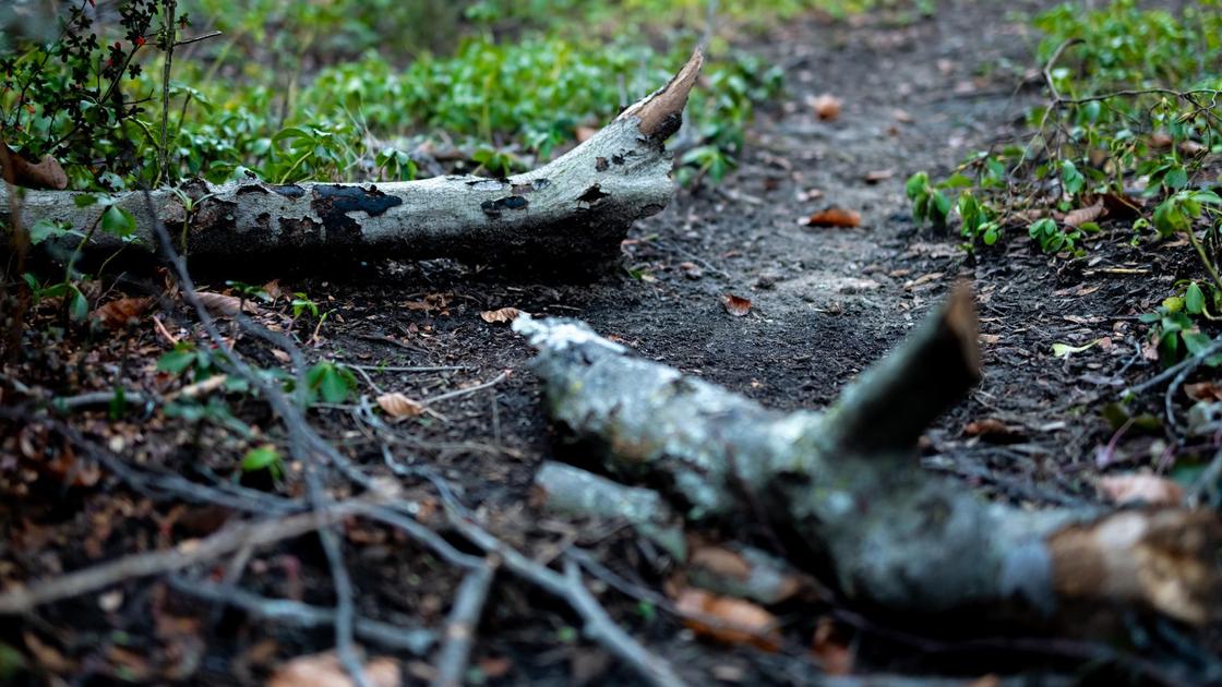 Упавшее дерево