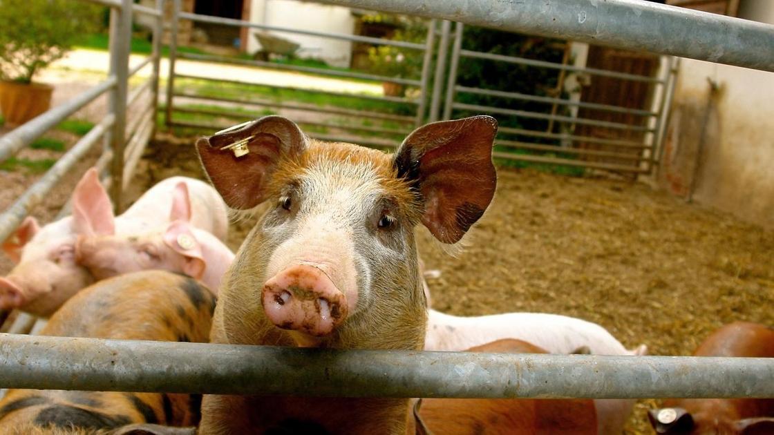 Свиньи, расположенные за забором свинофермы