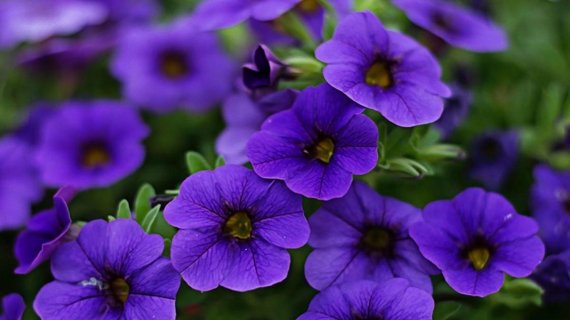 Цветки петунии фиолетового цвета