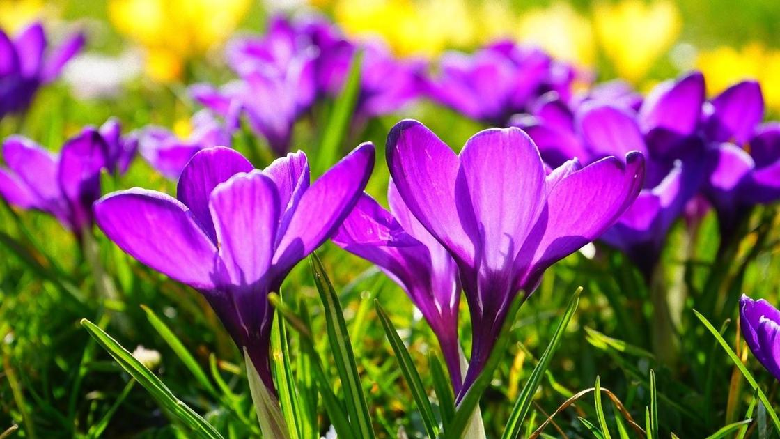 Яркие фиолетовые цветы на поляне