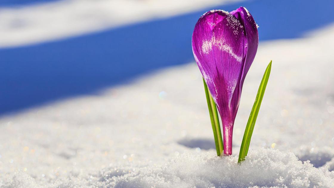 Цветок расцвел в снегу