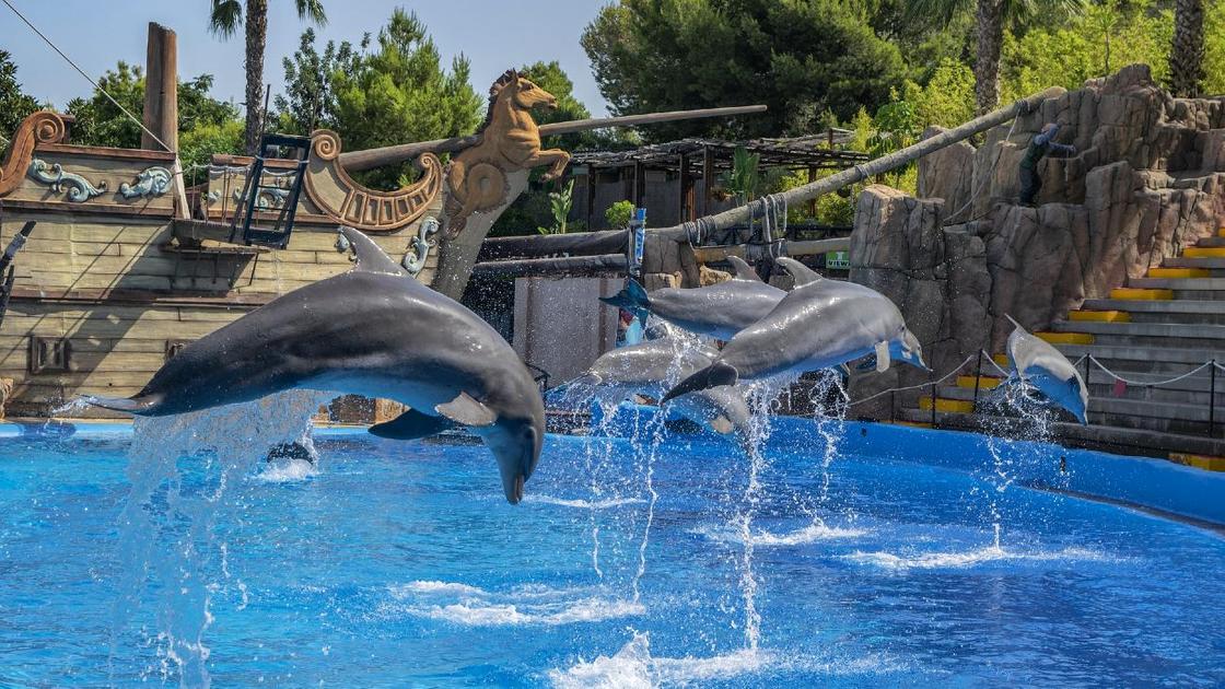 Дельфины выпрыгнули из воды